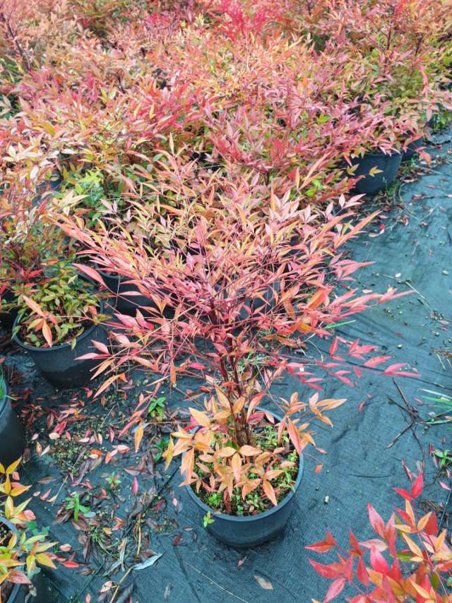 Yeşilden kırmızıya dönen büyüleyici renk geçişiyle Cennet Çalısı (Nandina)
